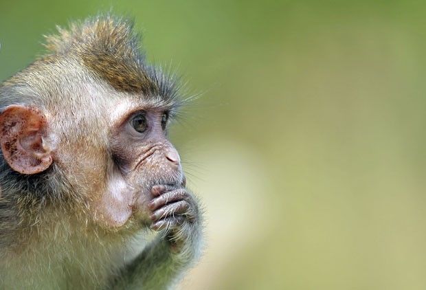 macaco-pensante