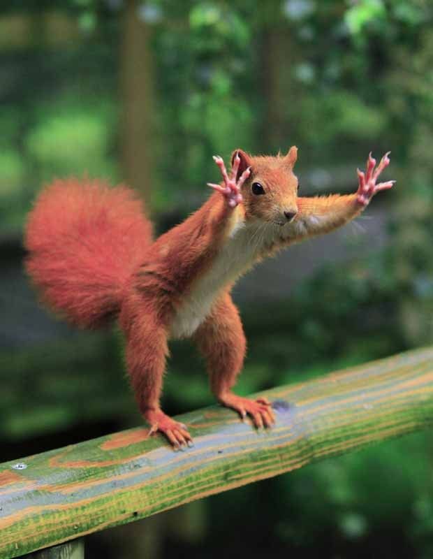 roedor-esperando-a-jogada