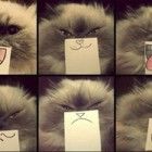 Fotos de gatos engraçados com máscaras de caretas viram hit na web