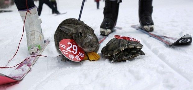 Como nas Fábulas de Esopo, tartaruga vence coelho em corrida na China