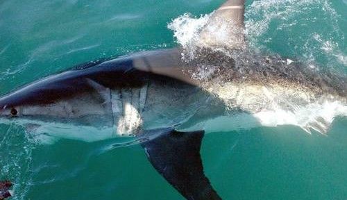 Tubarão cria conta no Twitter para anunciar visitas à praias da Austrália
