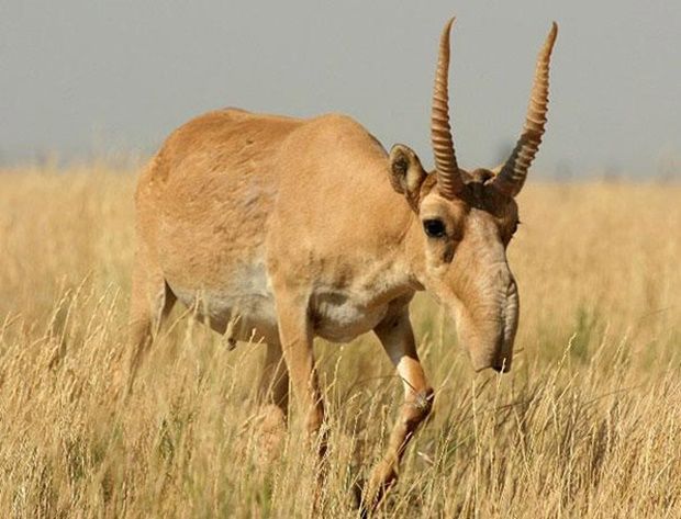 antilope-saiga