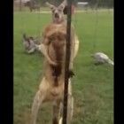 Canguru musculoso faz poses e exibe seu físico para família