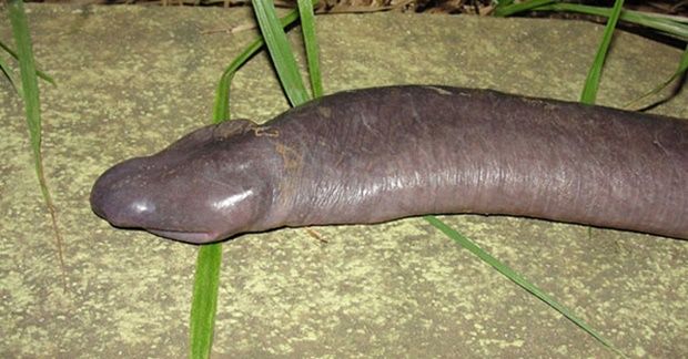 cobra-penis