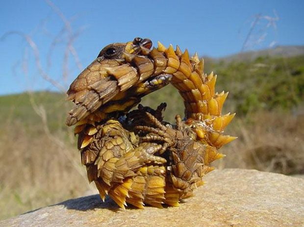 dragao-espinhoso