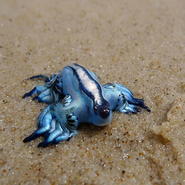 glaucus-atlanticus