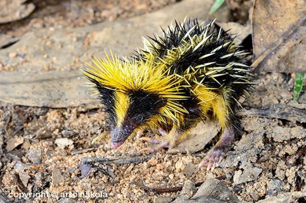 lowland-streaked-tenrec
