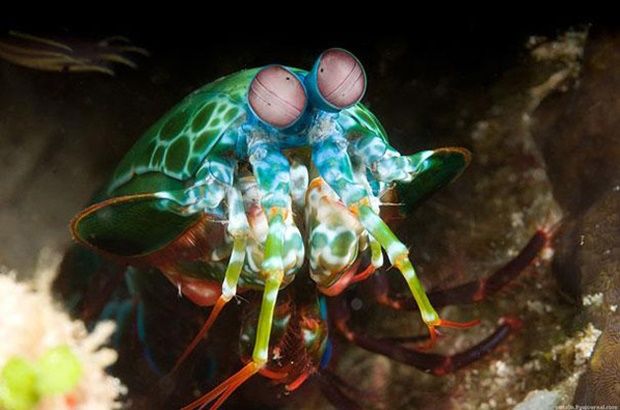 mantis-shrimp
