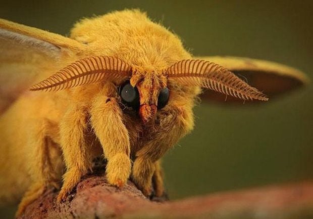 mariposa-poodle-venezuelana