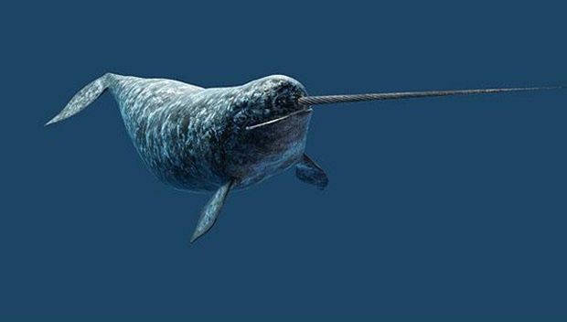 narwhal