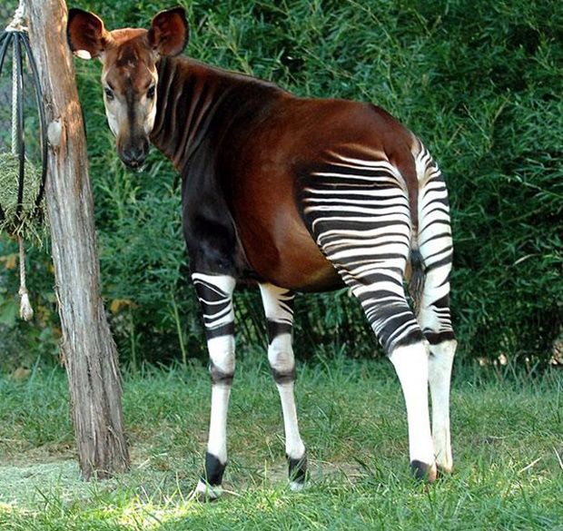 okapi