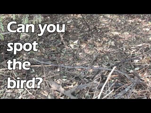 passaro-camuflado