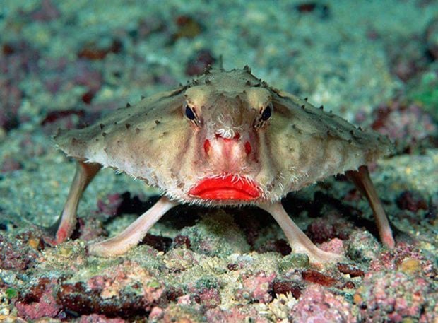 peixe-morcego-dos-labios-vermelhos