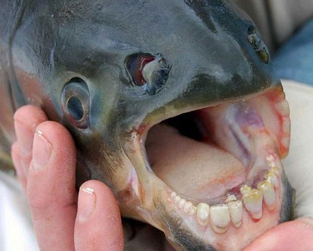 peixe-pacu