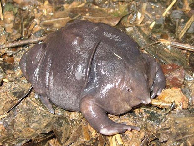 sapo-roxo-indiano