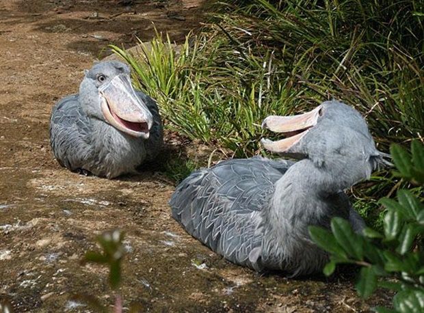 shoebill