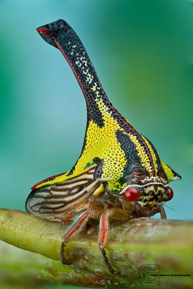 umbonia-spinosa