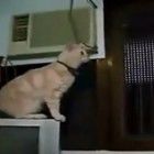 'O pulo do gato': compilação de vídeos com gatos engraçados (Cats Jump Fail)
