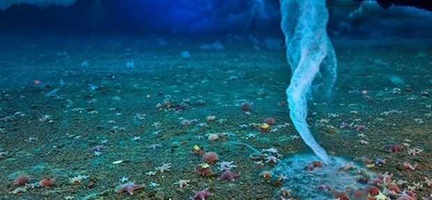 Planeta Bizarro: 'dedo de gelo da morte' congela animais da Antártida com um toque