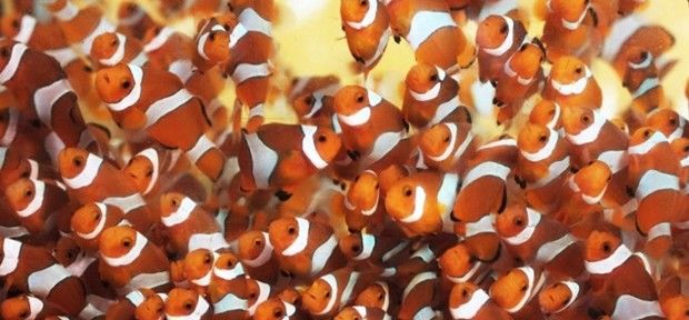 Peixe Palhaço ainda faz sucesso em lojas de pet, 11 anos após filme 'Procurando Nemo'