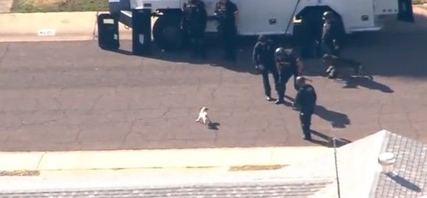 Cão da raça 'Pug' enfrenta sozinho um "Pastor Alemão' e equipe inteira da SWAT
