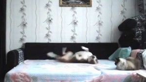 Câmera escondida flagra cão 'fazendo a festa' em cama proibida de subir e vira hit na web
