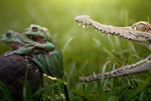 casal fazendo sexo arriscado' é flagrado e nem se importa com a presença do crocodilo casal fazendo sexo arriscado' é flagrado e nem se importa com a presença do crocodilo