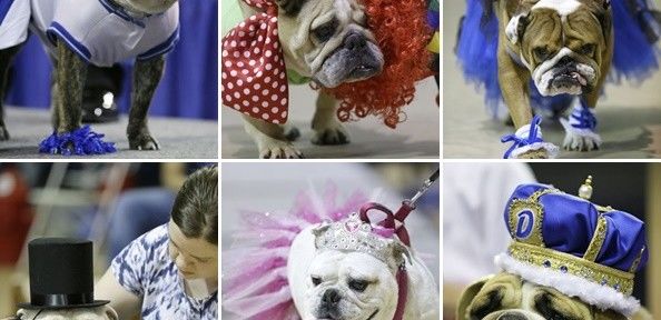 Evento dos cachorros mais bonitos do mundo tem bulldog como vencedor nos EUA