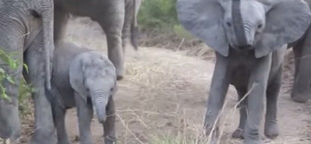 Mundo animal: filhote de elefante 'dá uma de macho' e encara turistas na África