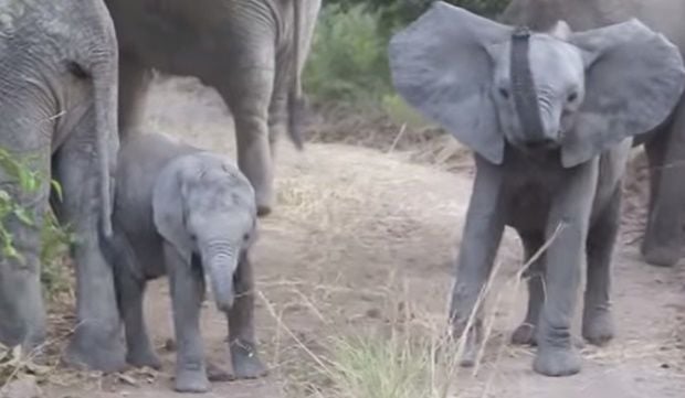 Mundo animal filhote de elefante 'dá uma de macho' e encara turistas na África
