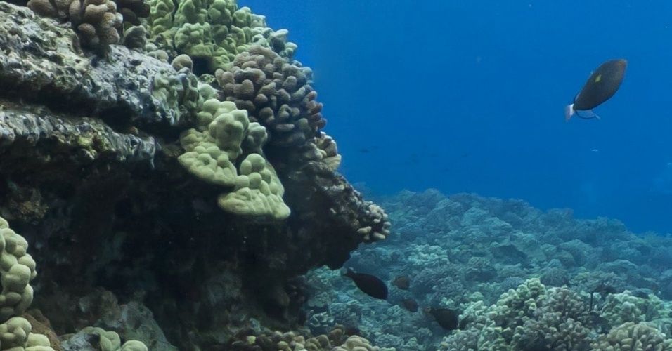 Google Street View Oceans no Havaí
