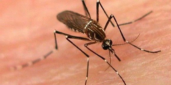 Mitos e verdades da dengue, sintomas e tratamentos para a doença