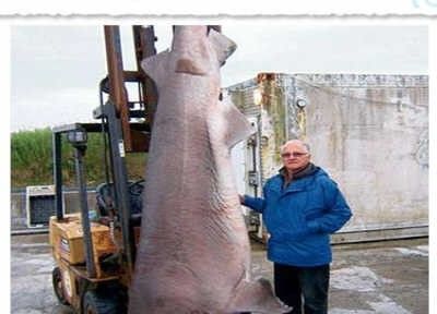 Pescaria em alto mar: britânico bate recorde de pesca de tubarão com anzol