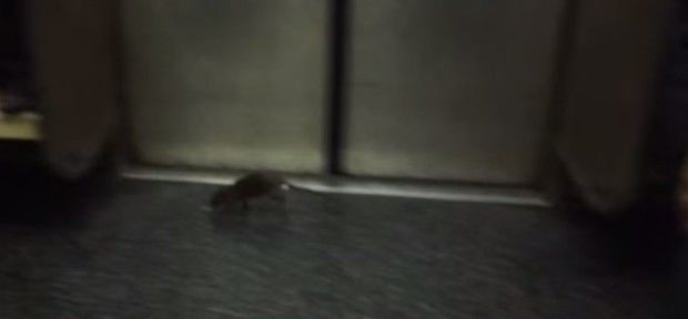 Rato 'gigante' é flagrado no metrô de Nova York e deixa passageiros em pânico