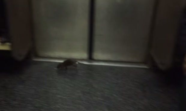 Rato 'gigante' é flagrado no metrô de Nova York e deixa passageiros em pânico