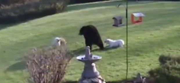 Buldogues 'valentes' colocam urso selvagem pra correr, em fazenda nos EUA