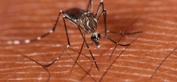 Ainda experimental, vacina contra dengue tem eficácia em 56% dos voluntários
