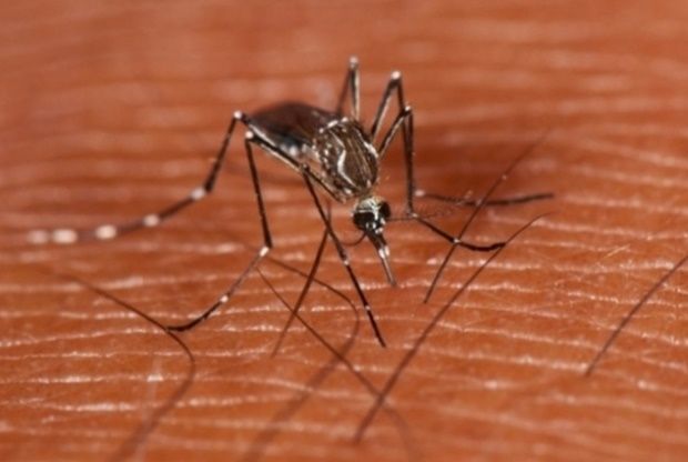 mosquito da dengue