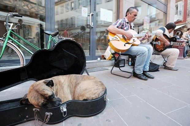 Cachorro preguiçoso