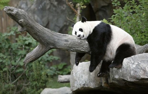 Panda descansando tranquilamente