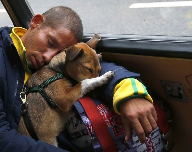 Cão dormindo no bonde