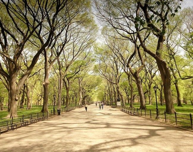 Dentro do Central Park Dentro do Central Park
