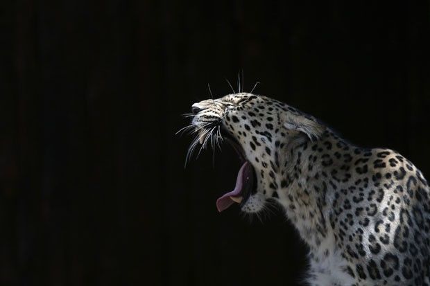Leopardo bocejando