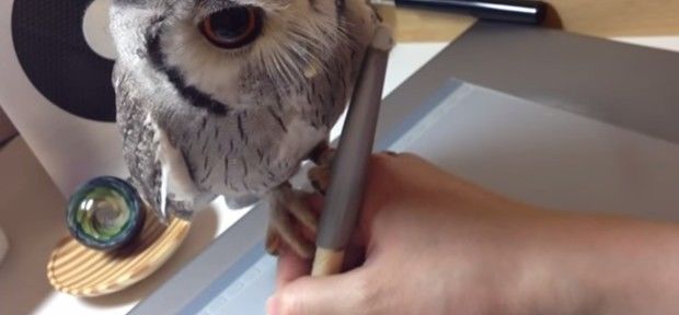 Mundo animal no YouTube: vídeo de coruja empoleirada na mão de desenhista vira hit na web