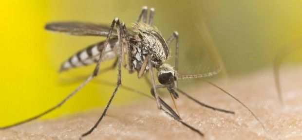 SP tem casos com os 4 quatro tipos de dengue! Veja sintomas e como se prevenir
