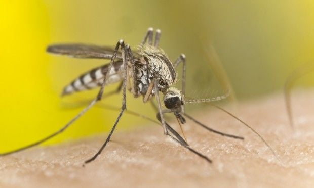 Mosquito Aedes Aegypti