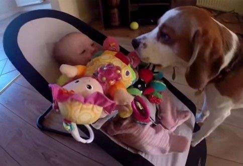 Vídeos de bebê com cachorro Beagle se desculpando por roubar brinquedo vira hit na web
