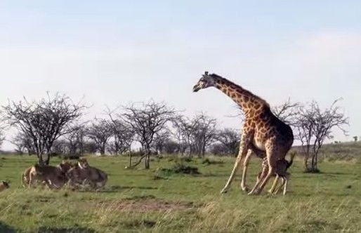 Animais selvagens: mãe girafa encara grupo de leões para proteger filhotes