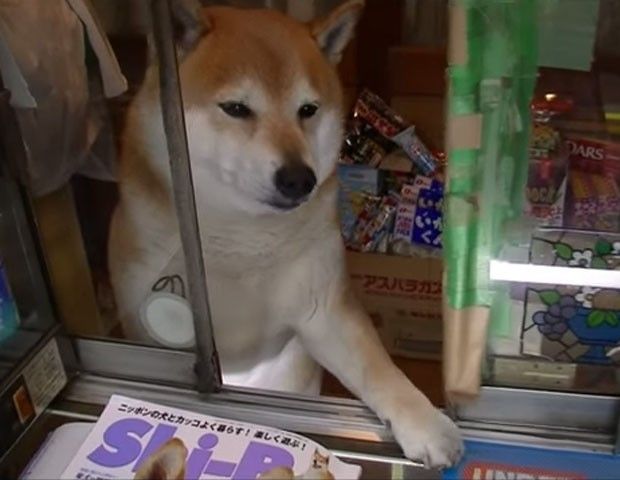 Vídeos de animais de estimação engraçados: cachorro trabalha em loja de cigarros no Japão