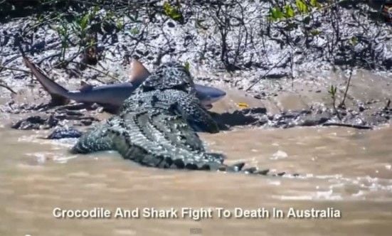 Animais selvagens: crocodilo gigante é flagrado devorando tubarão na Austrália